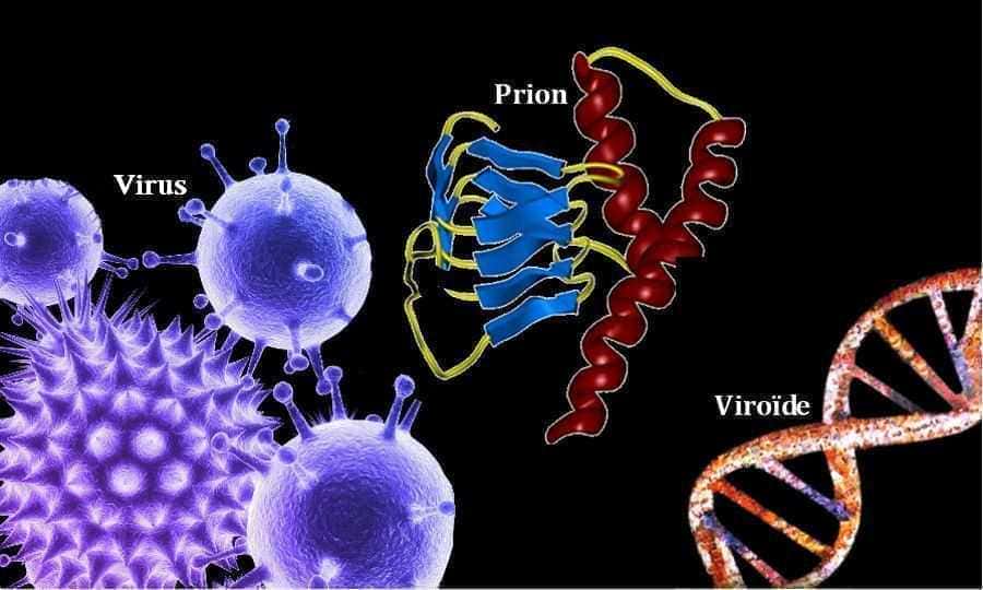 Virus, viroïdes et prions sont différents