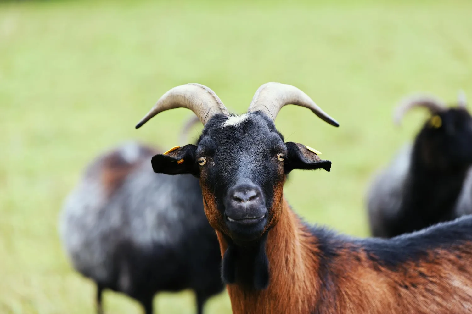 GOAT signification : ce que ce mot dit vraiment de la pop culture